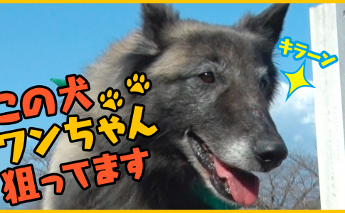 森田と犬 Look動画