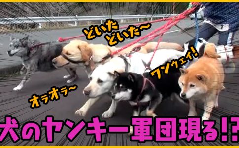 森田と犬 Look動画